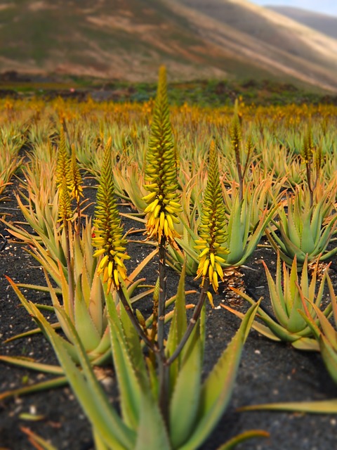 Farmasi Aloe Jel Ne İşe Yarar?