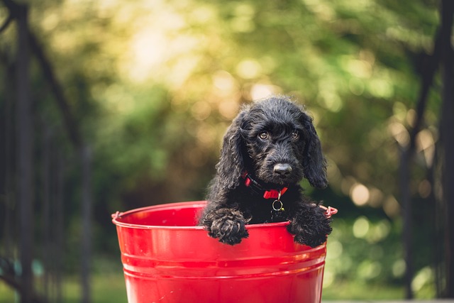 Köpek Bakımında Neler Yapılır?